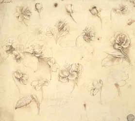 Étude des fleurs de plantes herbacées (Briza Maxima) c.1481-83
